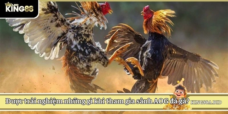 Được trải nghiệm những gì khi tham gia sảnh AOG đá gà?